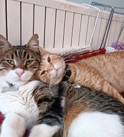 Cat & Dog Veteriner Kliniği